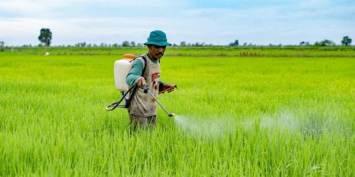 Pertanian: Tingkatkan Produktivitas, Lampung Terapkan Pertanian Terintegrasi